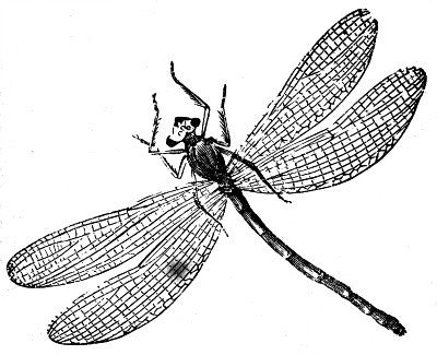 Free Vintage Dragonfly Graphic to Download To Make Photo Jewelry