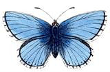 Free Vintage Blue Butterfly Image