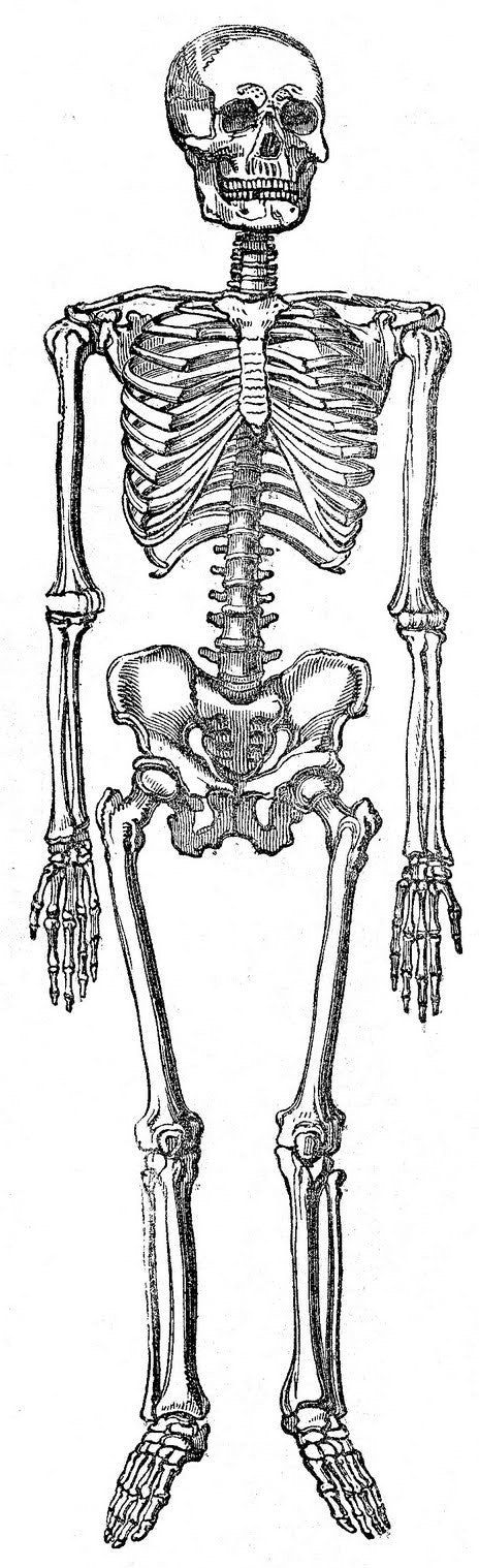 Free Vintage Halloween Skeleton Image