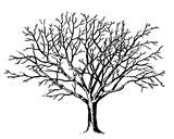 Free Vintage Tree Graphic to Download