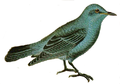 FREE Vintage Bird Image for Bottle Caps Jewelry
