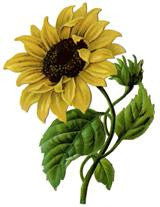 Free Vintage Sunflower Graphic Image to Download