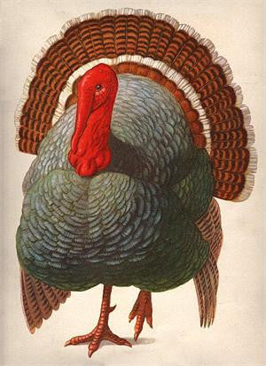 Free Vintage Thanksgiving Turkey Image